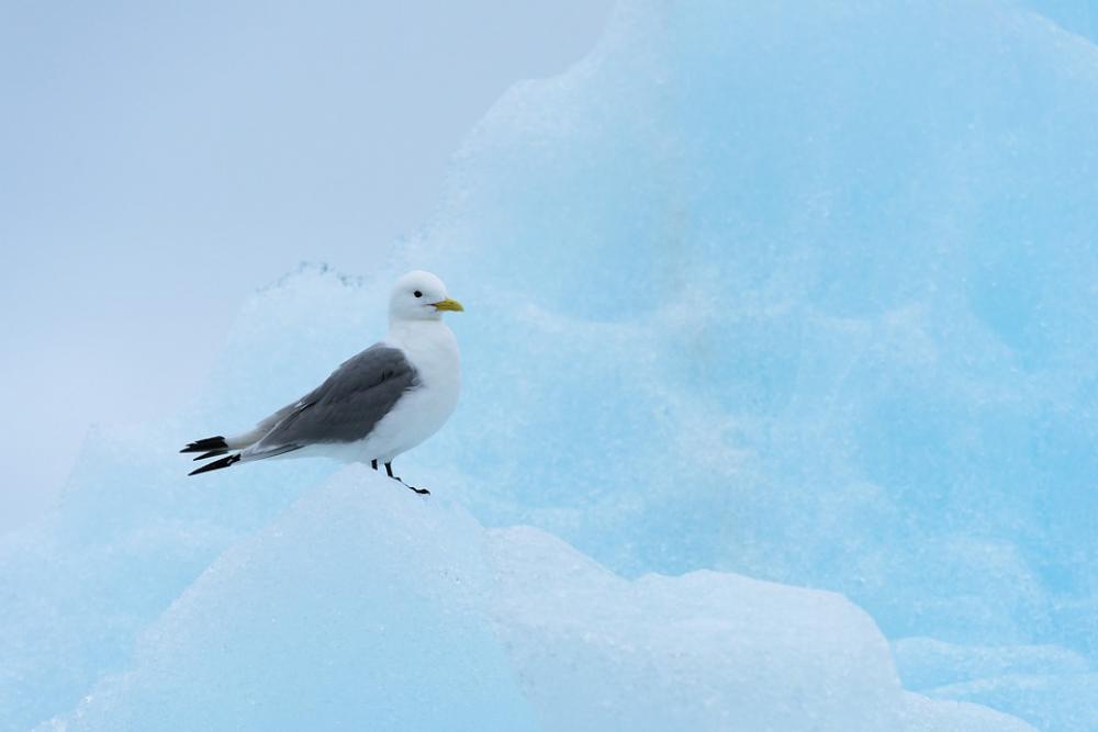 Seagull Iceberg Nature Cold North Bird Arctic Seagull Iceberg Nature Cold North Bird Arctic