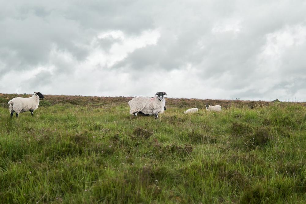 Sheep Nature Horns Animals Pasture England Sheep Nature Horns Animals Pasture England