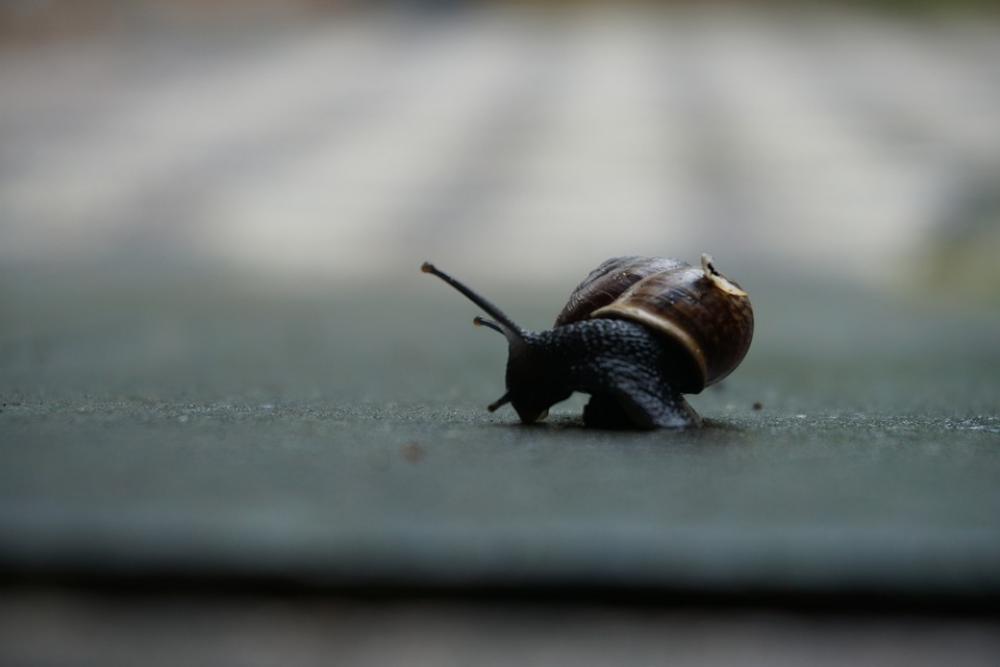 Snail Black Shell Garden Snail Black Shell Garden