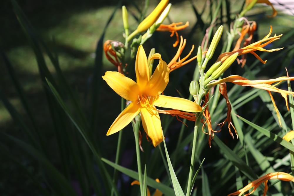 Summer Sun Garden Lily Yellow Heat Flower Summer Sun Garden Lily Yellow Heat Flower