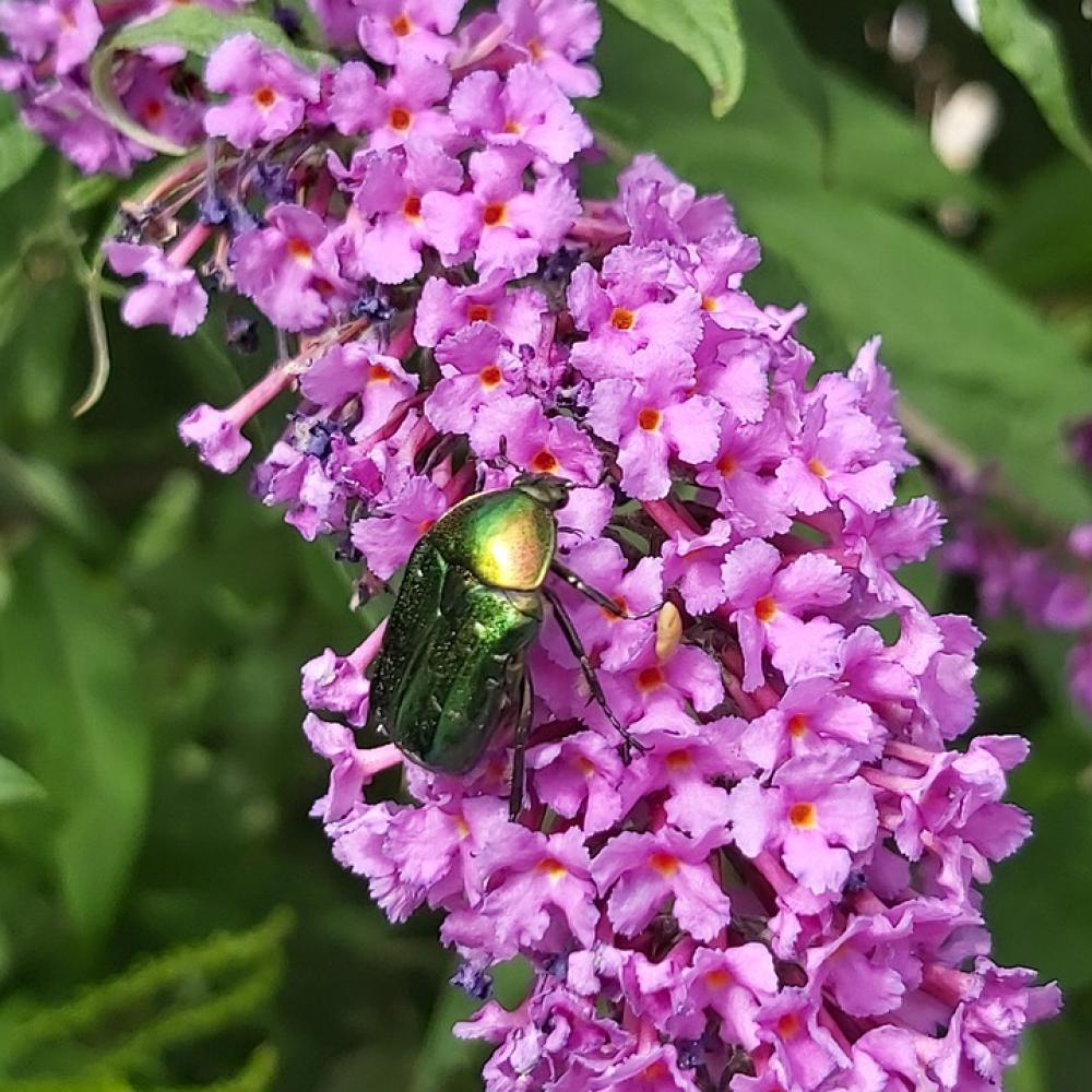 Summer Lilac Purple Blossom Bloom Butterfly Bush Summer Lilac Purple Blossom Bloom Butterfly Bush
