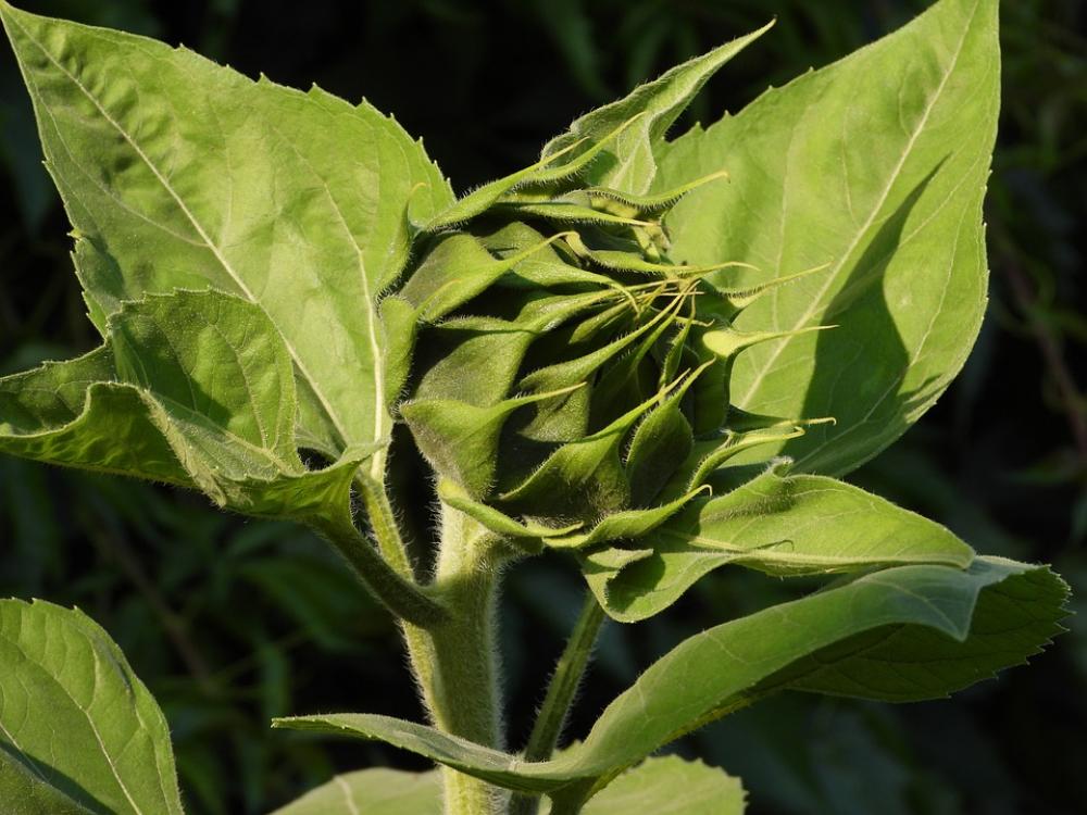 Sunflower Plant Flower Green Bud Summer Figure Sunflower Plant Flower Green Bud Summer Figure