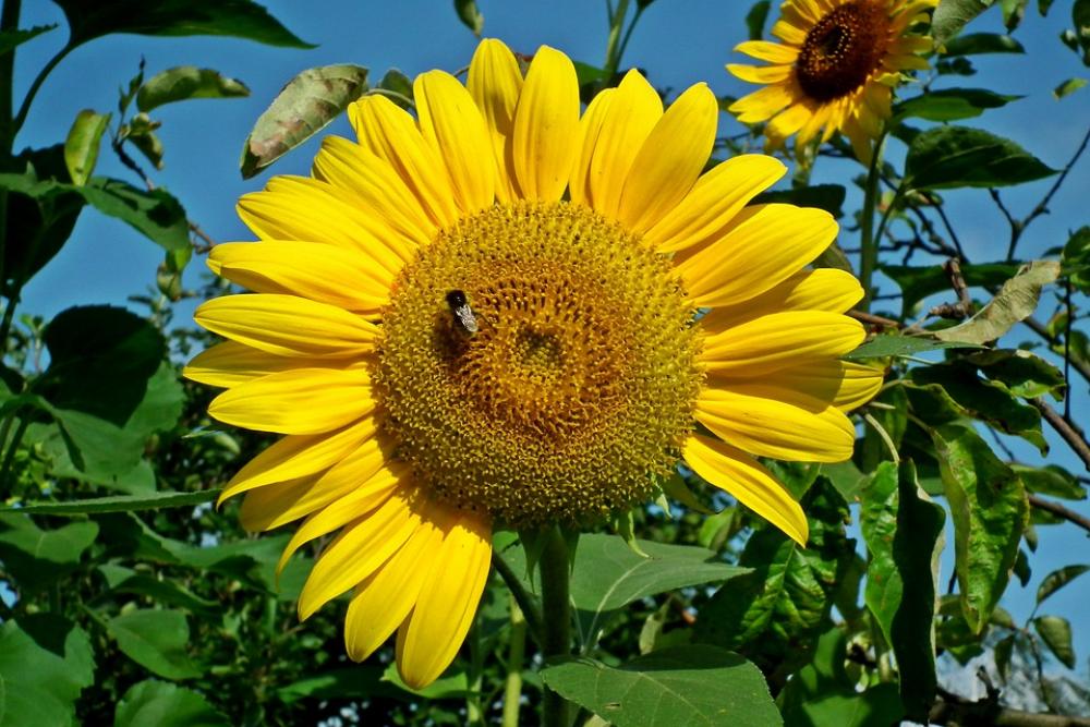 Sunflower Flower Garden Yellow Summer Pollen Sunflower Flower Garden Yellow Summer Pollen