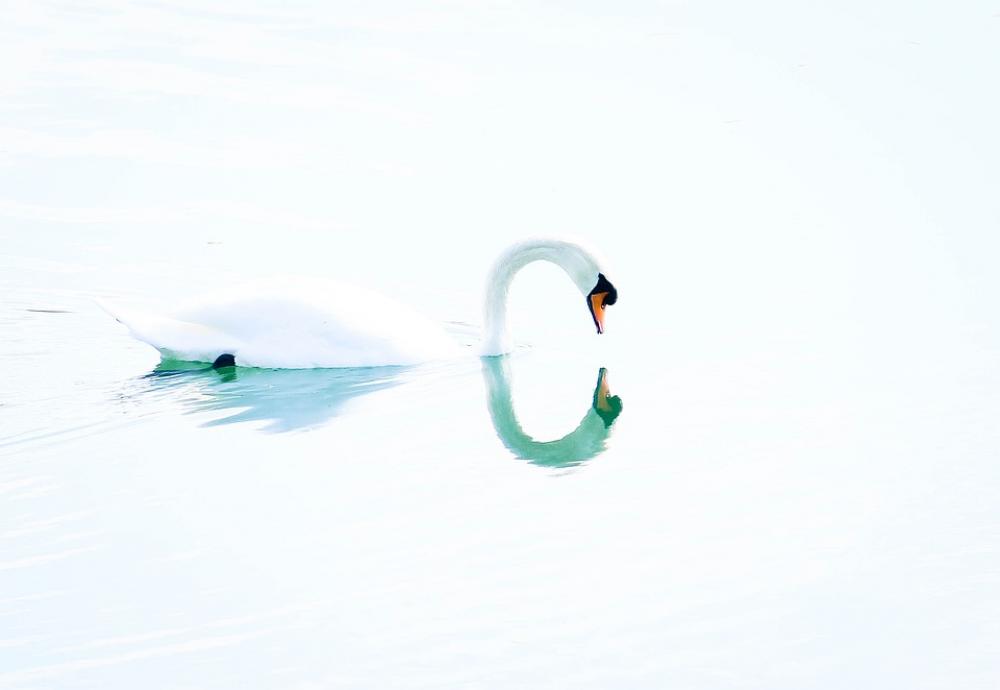 Swan Bird Sweetness Reflection Water White Nature Swan Bird Sweetness Reflection Water White Nature