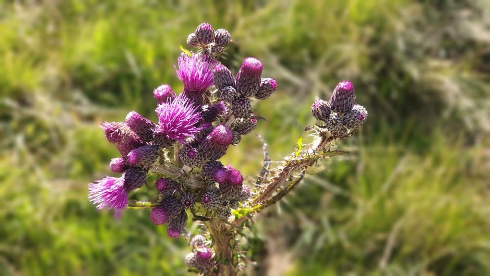 Thistle Nature Plant Close Up Prickly Thistle Nature Plant Close Up Prickly