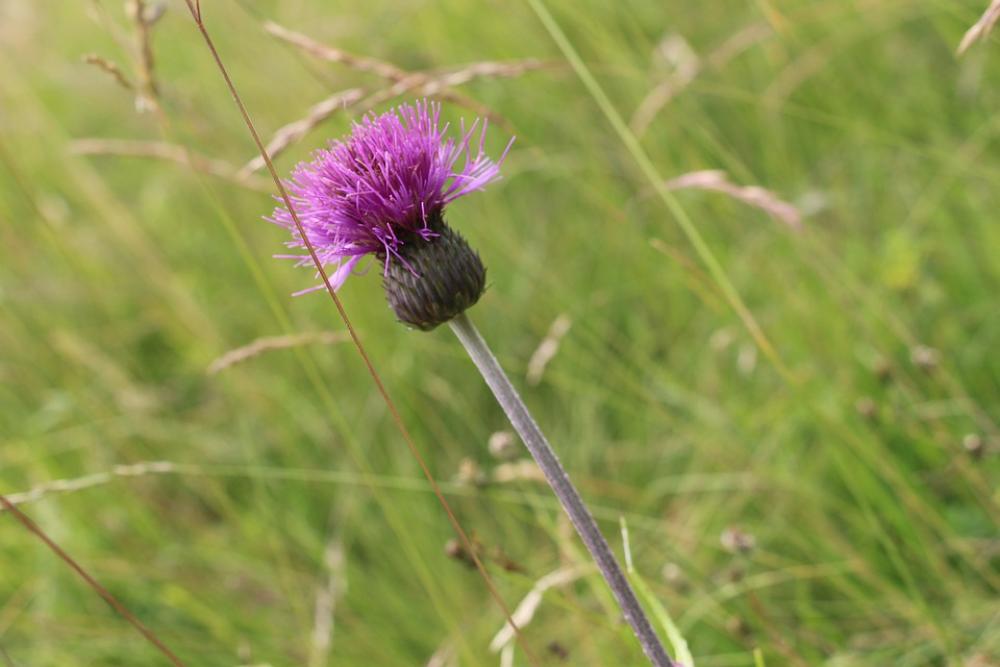 Thistle Nature Flower Summer Plant Thistle Nature Flower Summer Plant