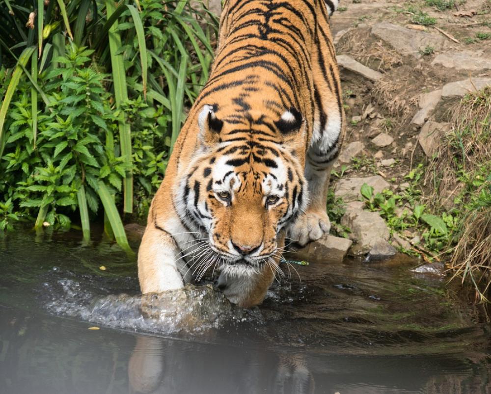 Tiger Zoo Big Cat Predator Wildcat Carnivores Tiger Zoo Big Cat Predator Wildcat Carnivores