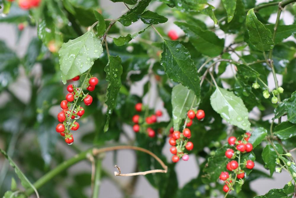 Tiny Red Pearl Forest Fruit Green Leaves Garden Tiny Red Pearl Forest Fruit Green Leaves Garden