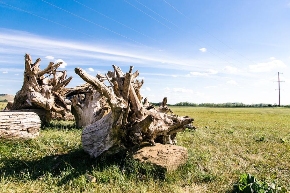 Tree Old Age Nature Perspective Природа Tree Old Age Nature Perspective Природа