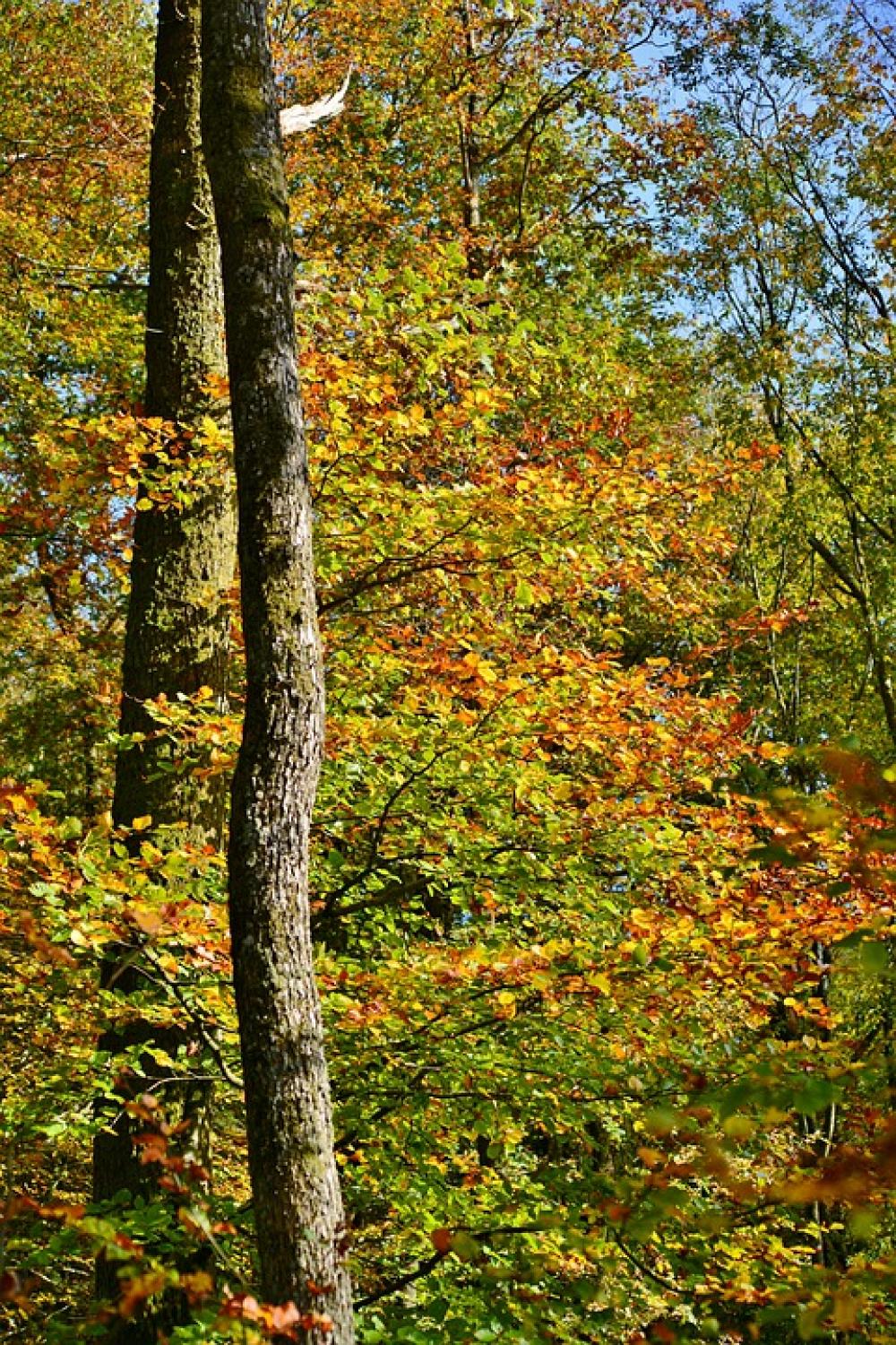 Trunks Forest Fall Colors Trees Nature Trunks Forest Fall Colors Trees Nature