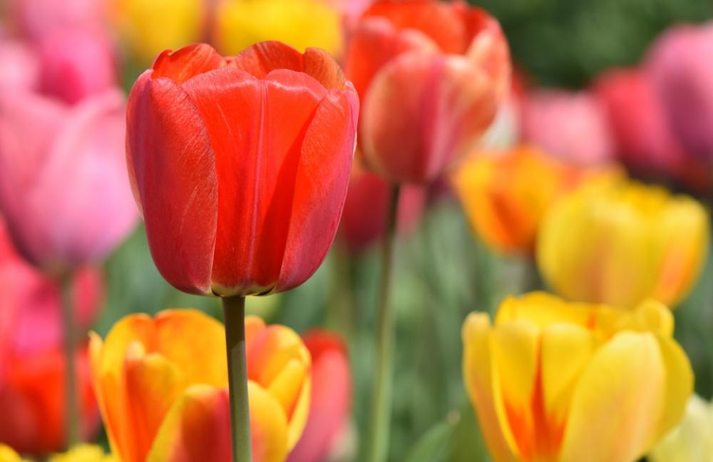 Tulip Tulip Field Blossom Bloom Bloom Tulip Tulip Field Blossom Bloom Bloom