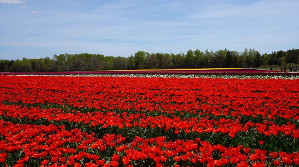 Tulip Open Country Flowers Natural Flower Red Tulip Open Country Flowers Natural Flower Red
