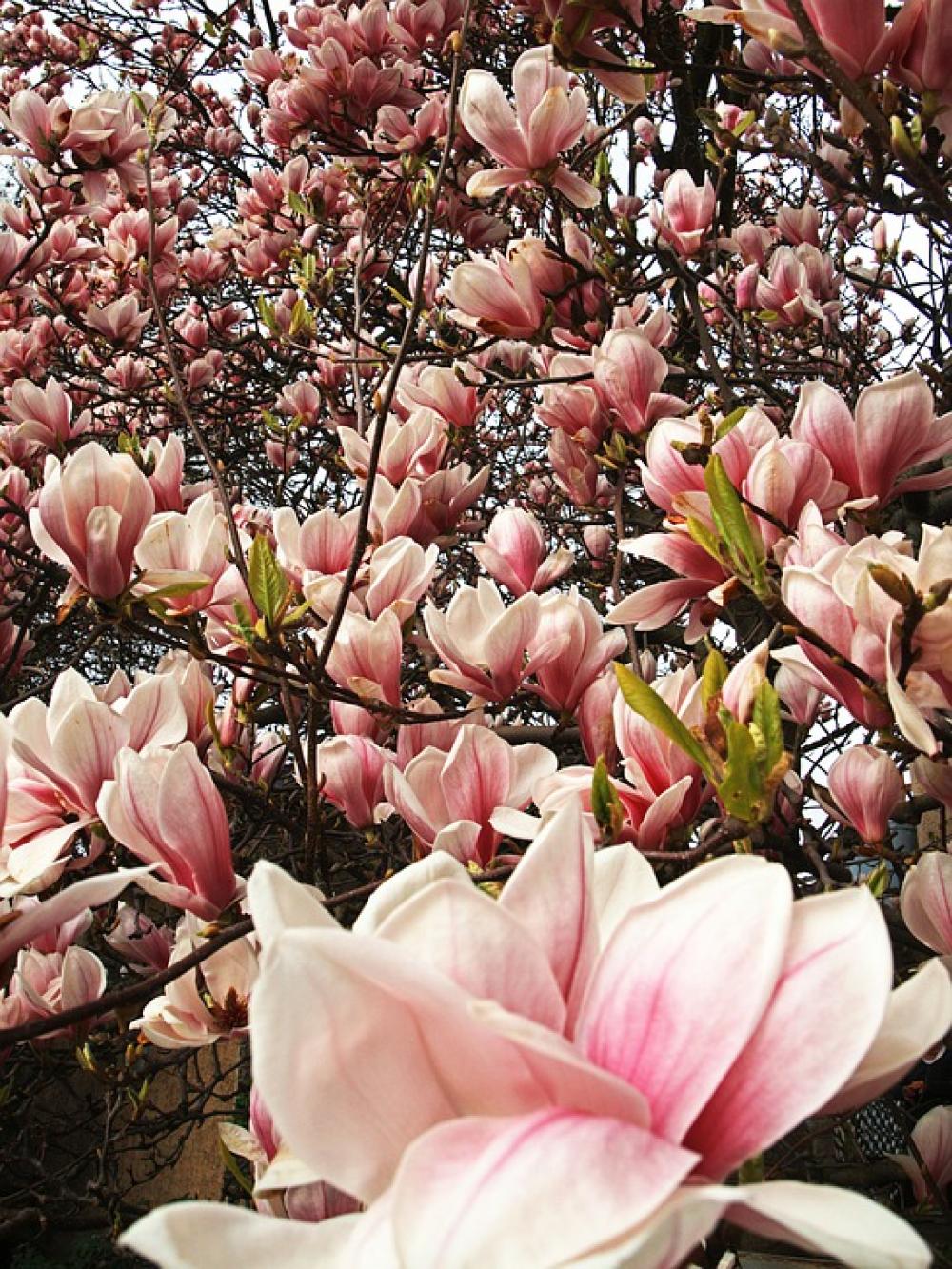 Tulip Tree Blossom Bloom Spring Plant Tulip Tree Blossom Bloom Spring Plant