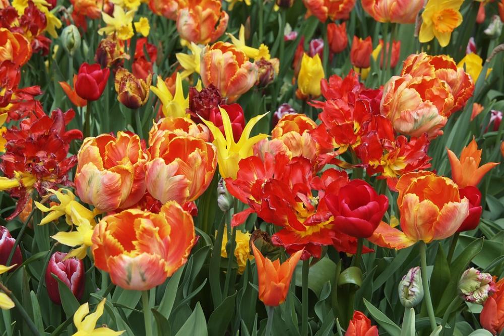 Tulips Orange Red Flowers Tulips Orange Red Flowers