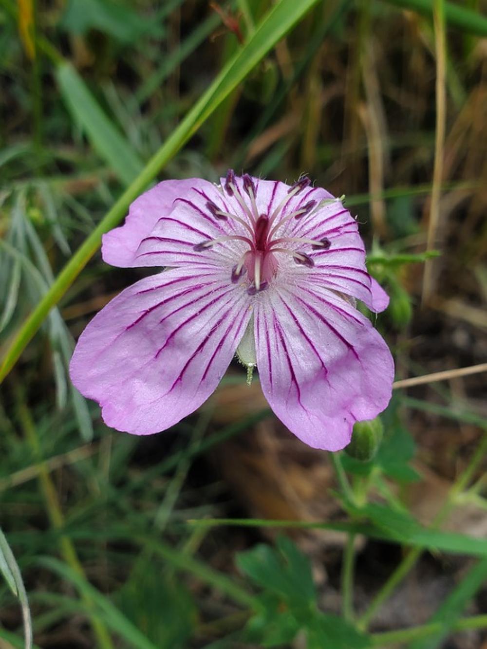 Wildflower Beautiful Pink Nature Flower Wildflower Beautiful Pink Nature Flower