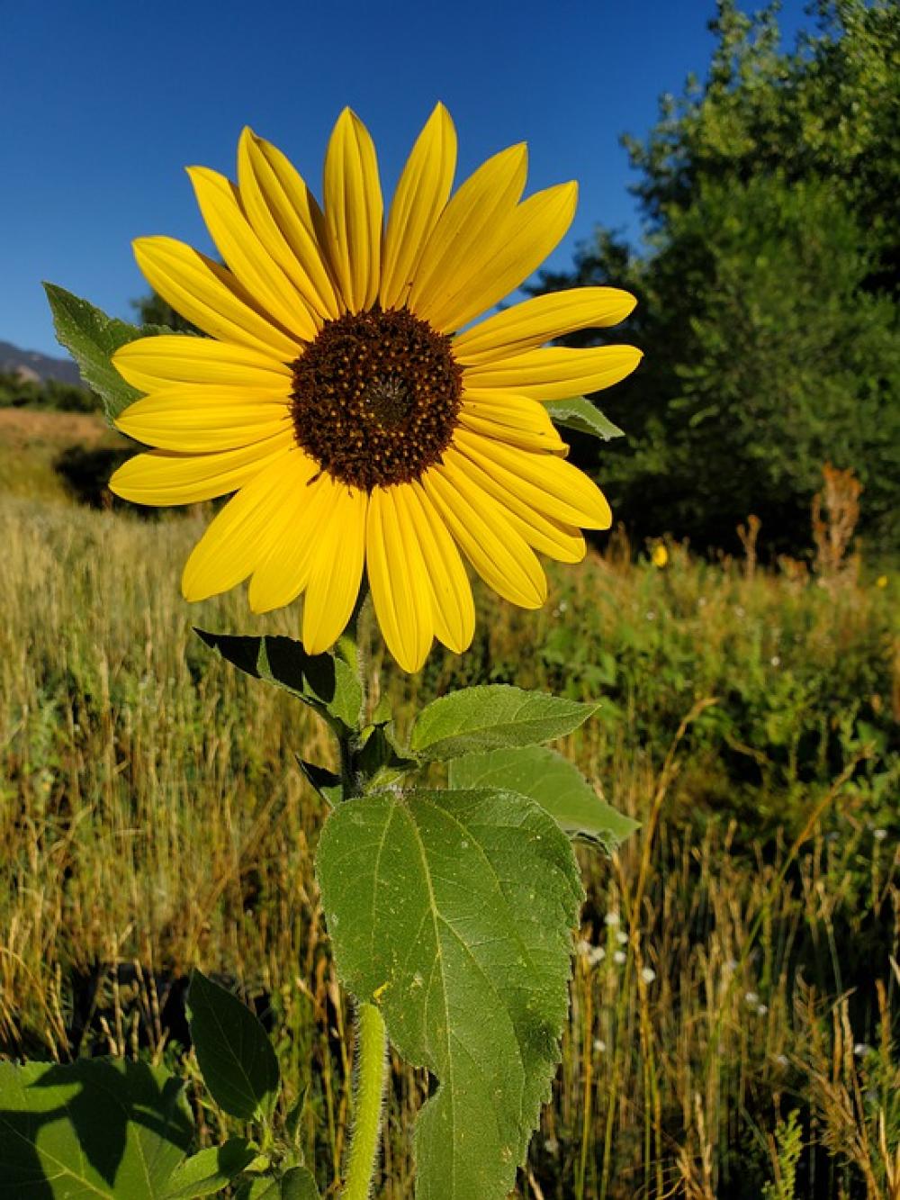 Wildflower Blue Sky Yellow Beautiful Nature Flower Wildflower Blue Sky Yellow Beautiful Nature Flower