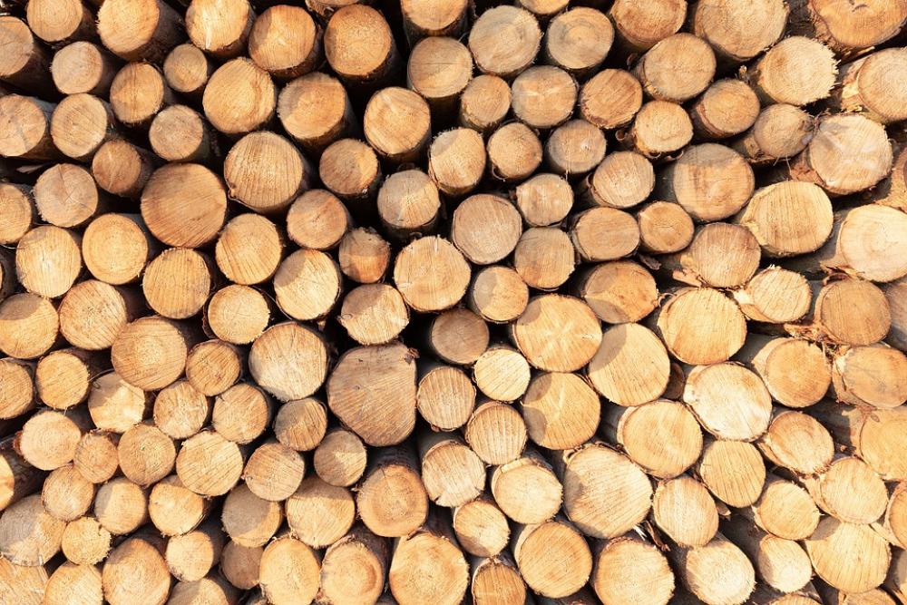 Wood Tree Log Forest Forest Floor Green Tribe Wood Tree Log Forest Forest Floor Green Tribe