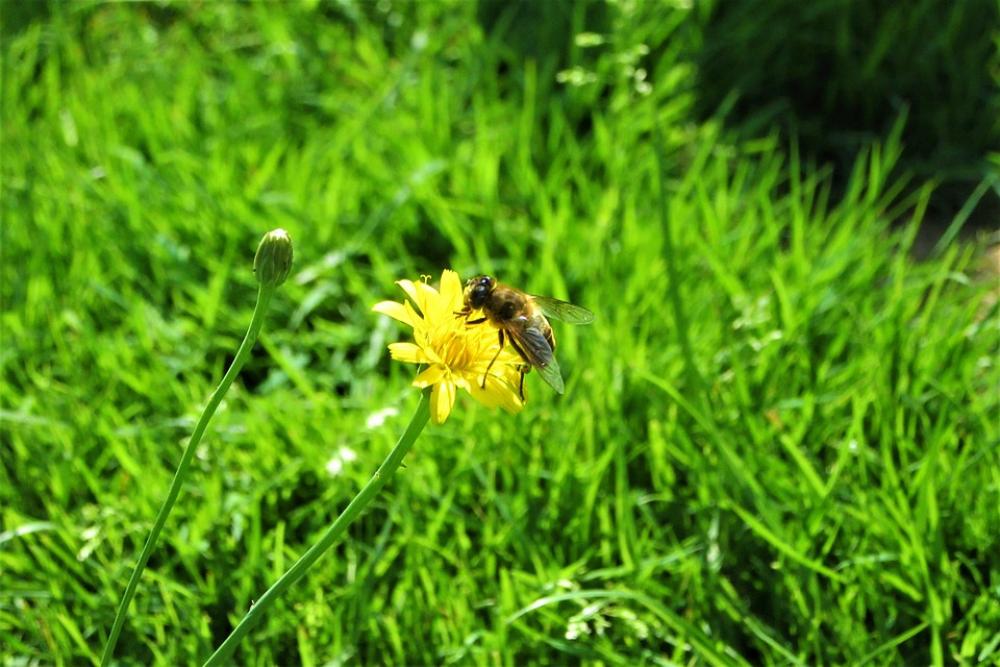 Yellow Wild Flower Fly Bug Flower Animal Wing Yellow Wild Flower Fly Bug Flower Animal Wing