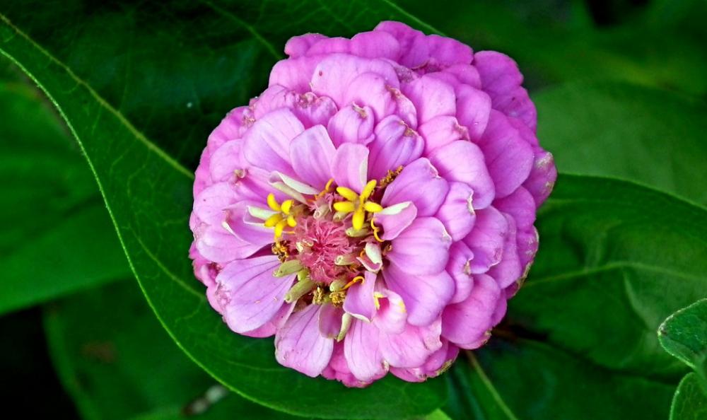 Zinnia Flower Pink Garden Nature Summer Closeup Zinnia Flower Pink Garden Nature Summer Closeup