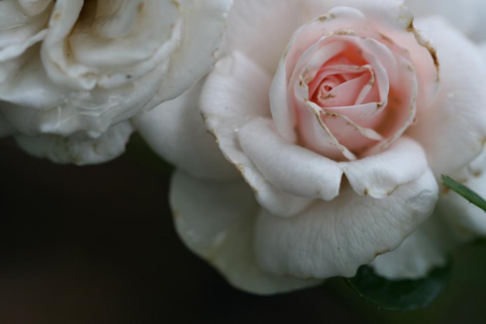pink roses macro fresh flowers pink roses macro fresh flowers