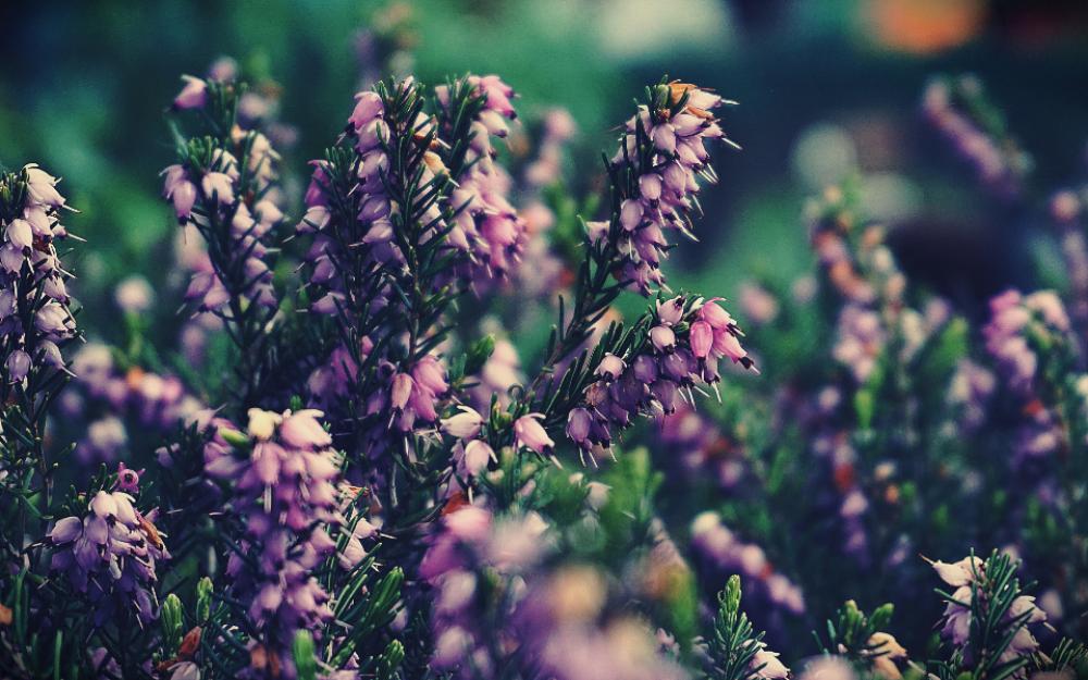 flowers plants lilac nature bloom flowers plants lilac nature bloom