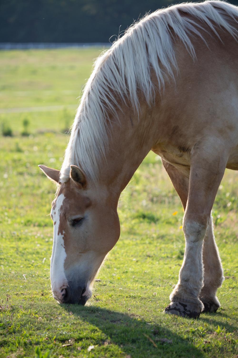 pasture grazing equine field sunshine pasture grazing equine field sunshine