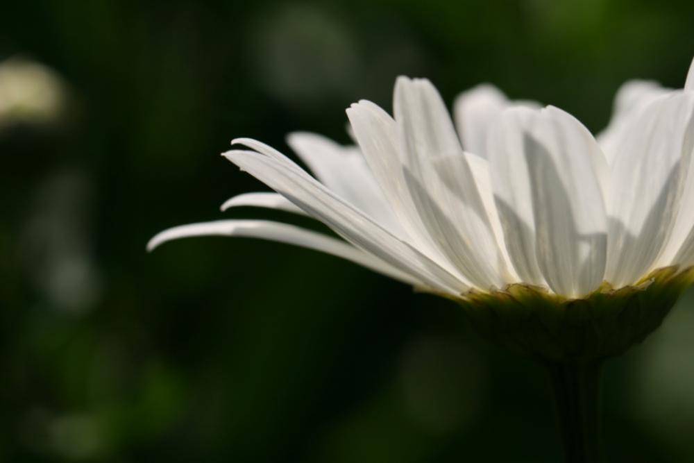 daisy garden nature flora plant daisy garden nature flora plant