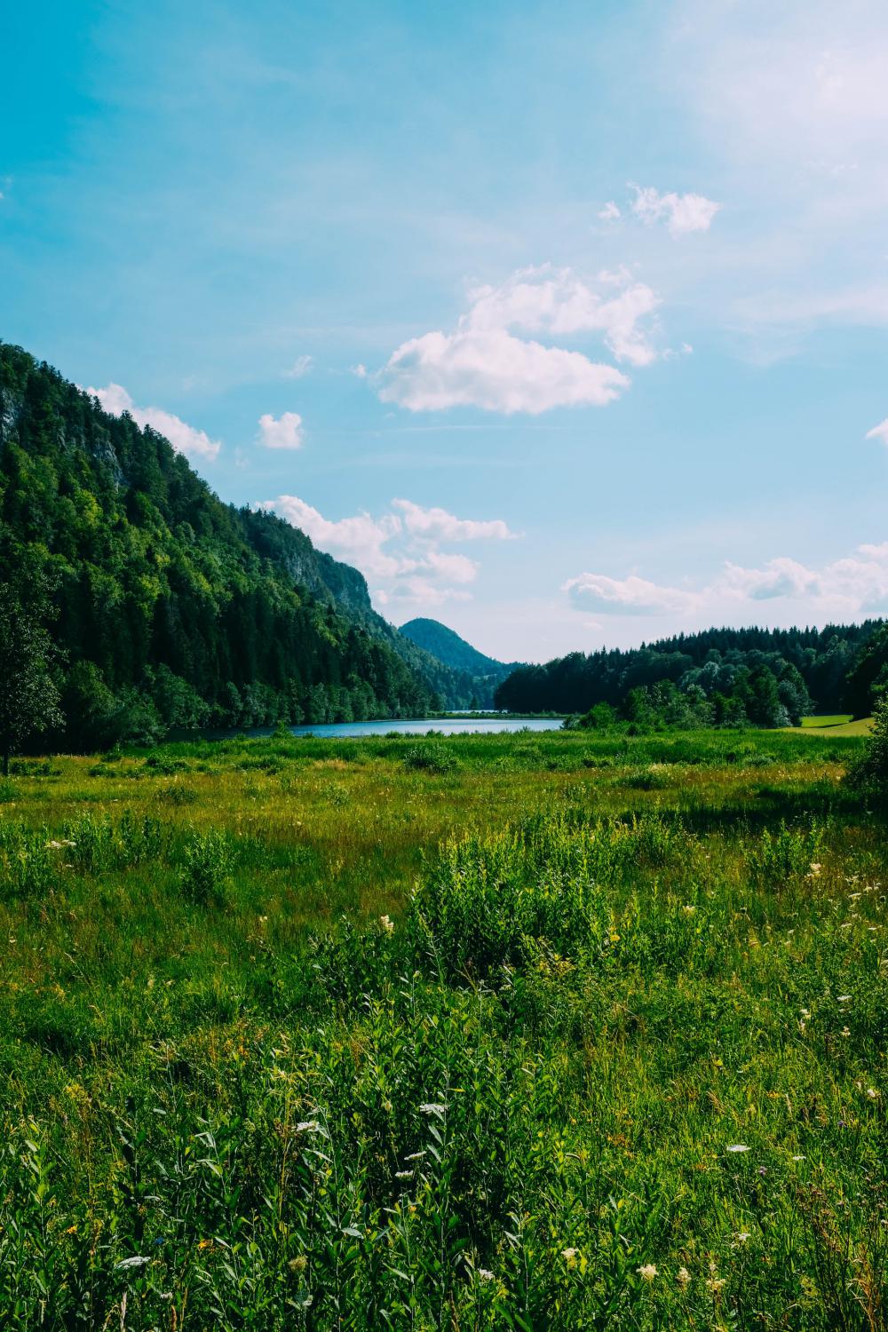 A Lush Green Meadow And Woods Under A Blue Sky Photo A Lush Green Meadow And Woods Under A Blue Sky Photo