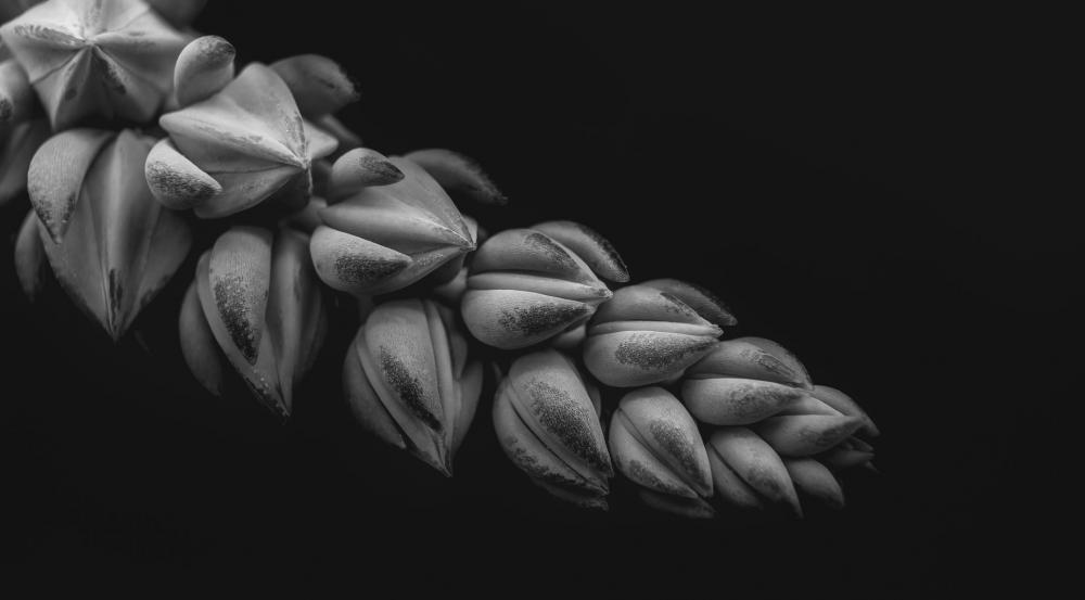 Close Up Flower In Black And White Photo Close Up Flower In Black And White Photo