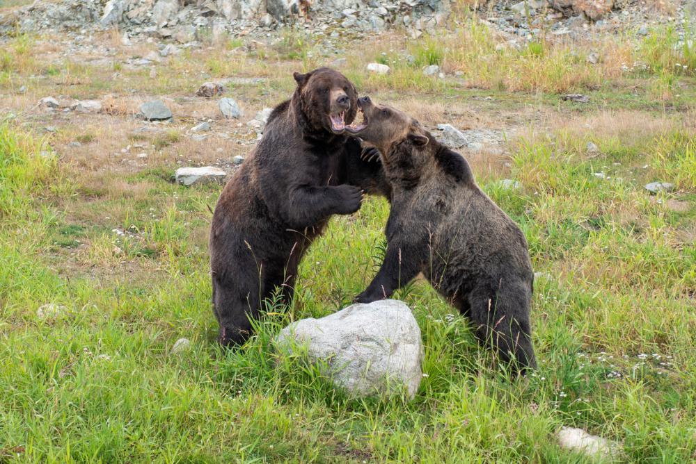 Two Brown Bears Play Fight Photo Two Brown Bears Play Fight Photo