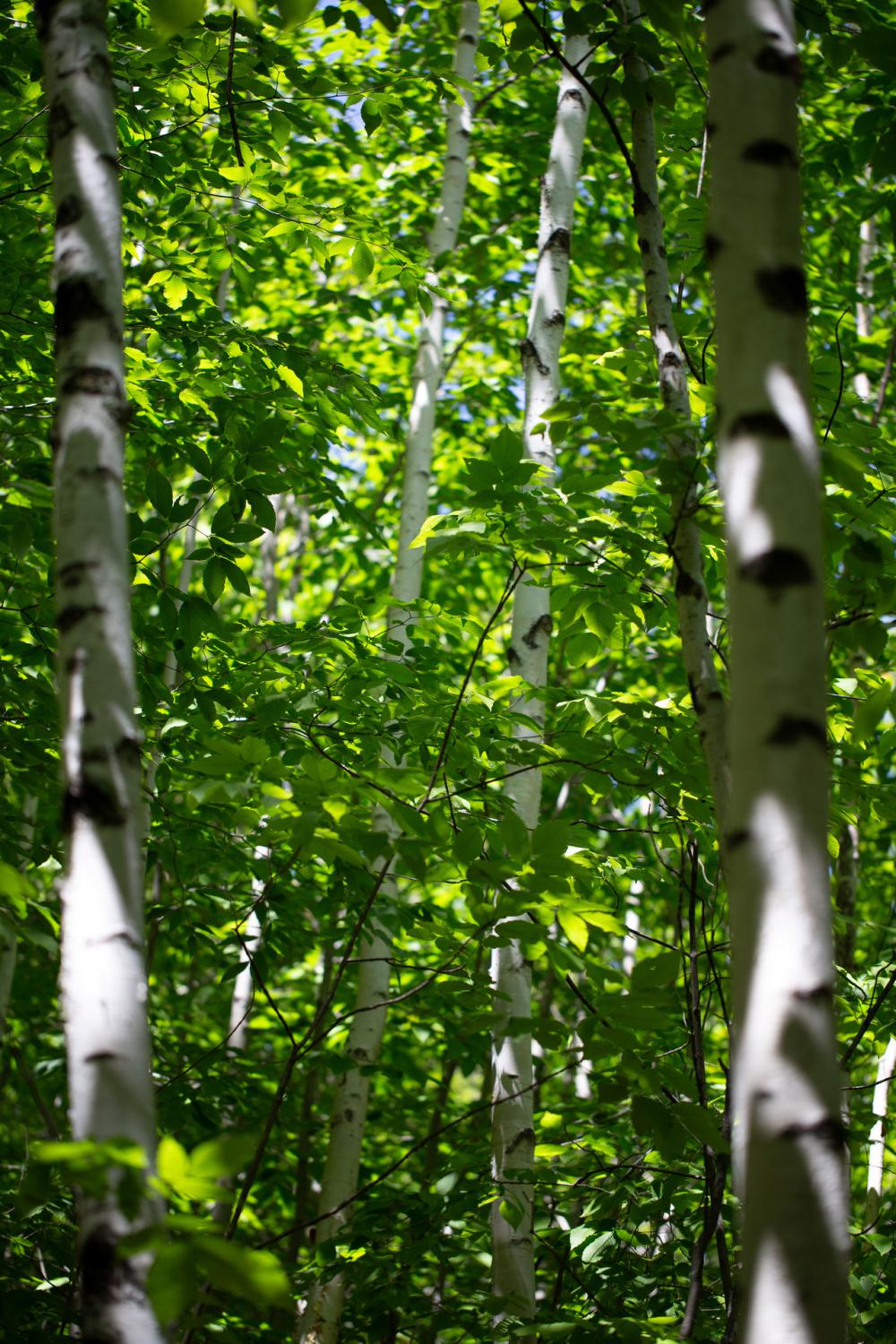 #nature #nature