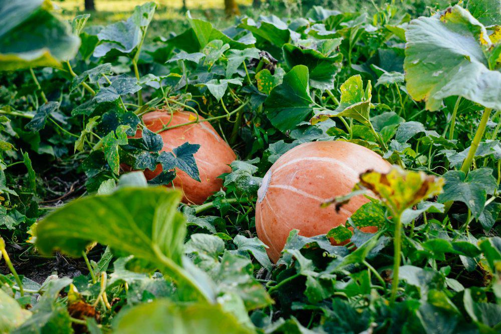 Big orange pumpkins in the garden 2 Big orange pumpkins in the garden 2