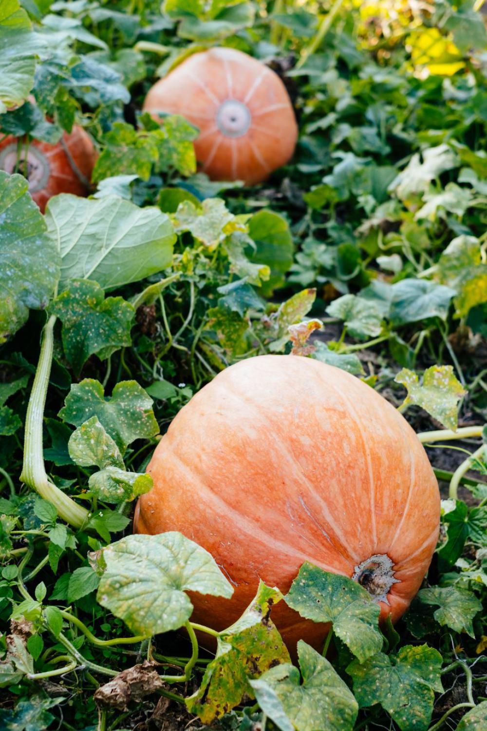 Big orange pumpkins in the garden 4 Big orange pumpkins in the garden 4