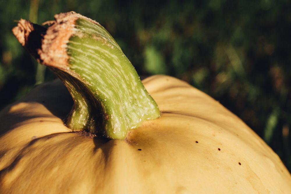 Pale yellow pumpkin closeup 3 Pale yellow pumpkin closeup 3