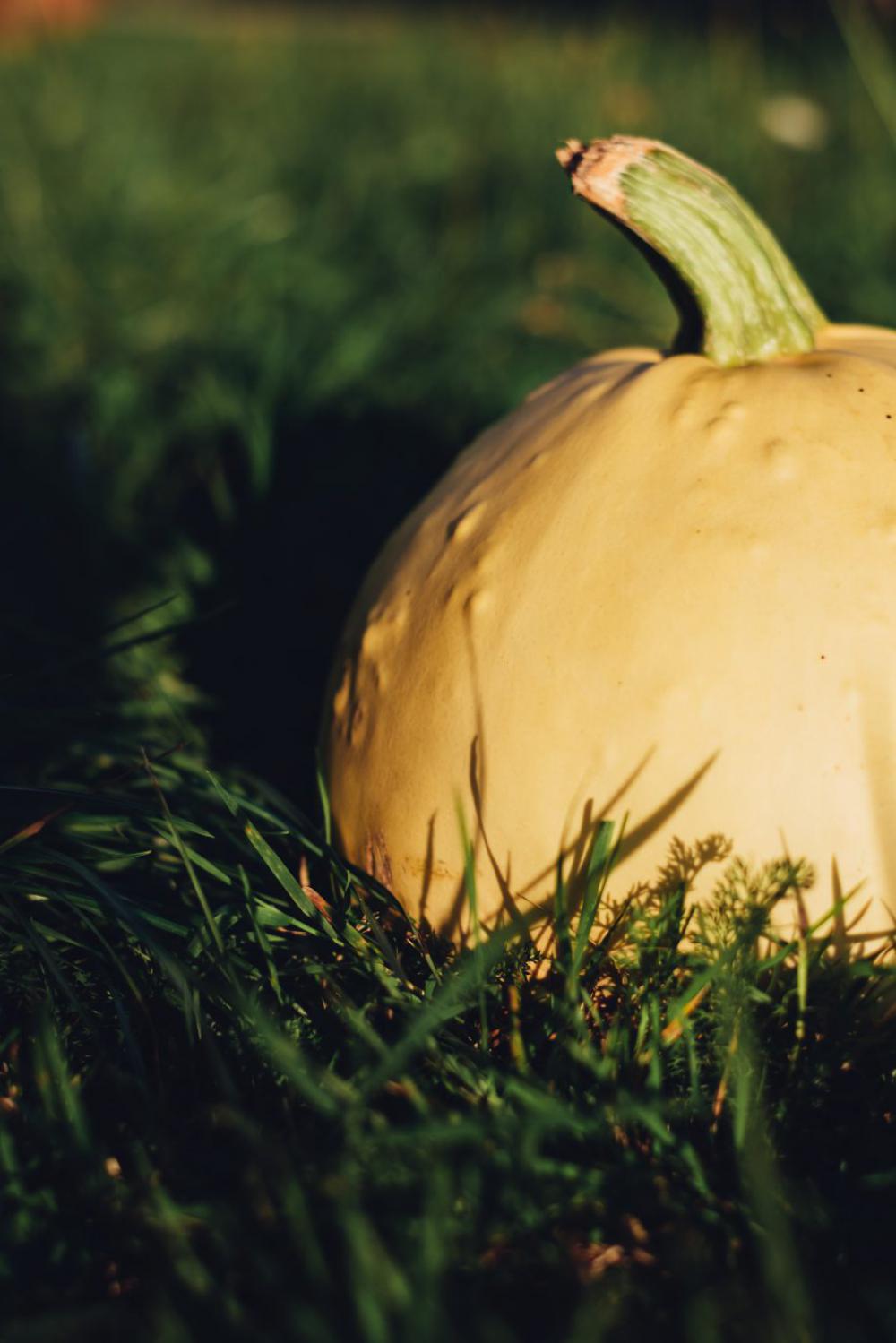Pale yellow pumpkin on the grass 5 Pale yellow pumpkin on the grass 5