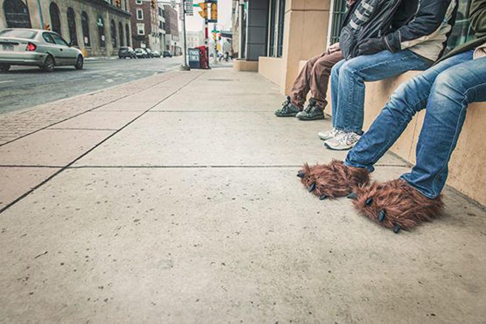 Bear Slippers Free Photo Bear Slippers Free Photo