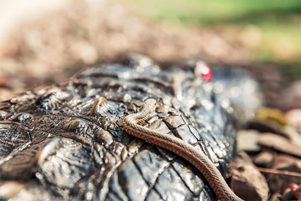 Reptiles Free Photo Reptiles Free Photo