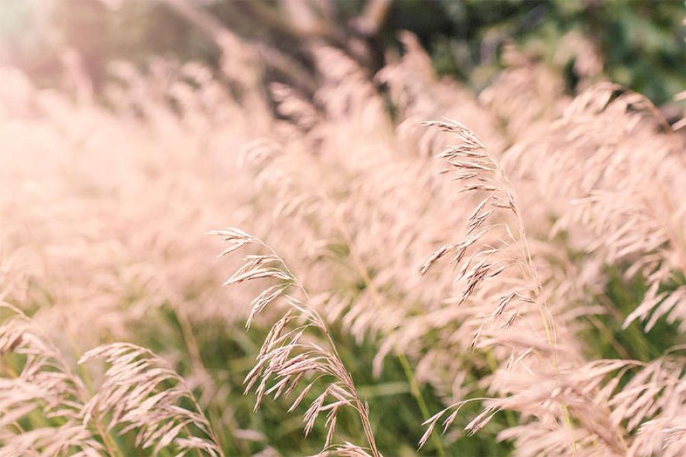 Summer Wheat Fields Free Photo Summer Wheat Fields Free Photo