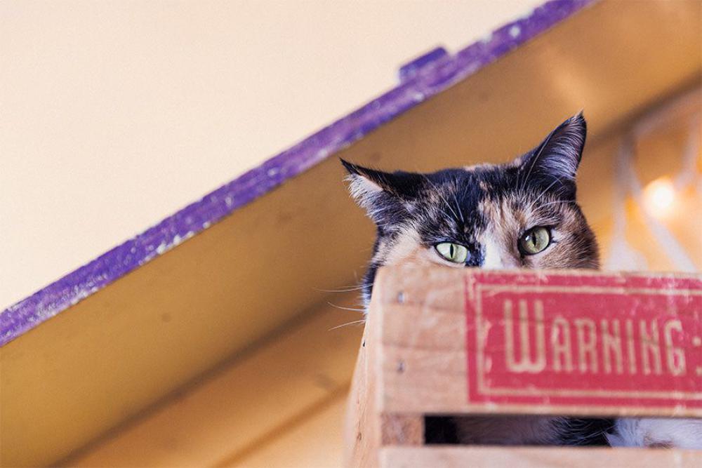 Cat Hiding in Box Free Photo Cat Hiding in Box Free Photo