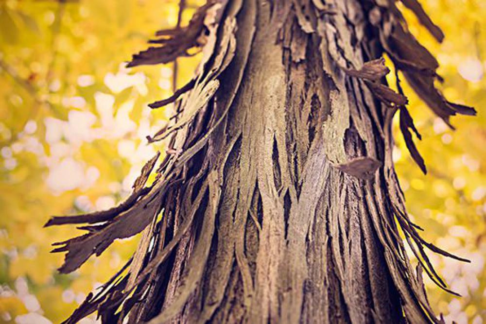 Tree in the Fall Free Photo Tree in the Fall Free Photo