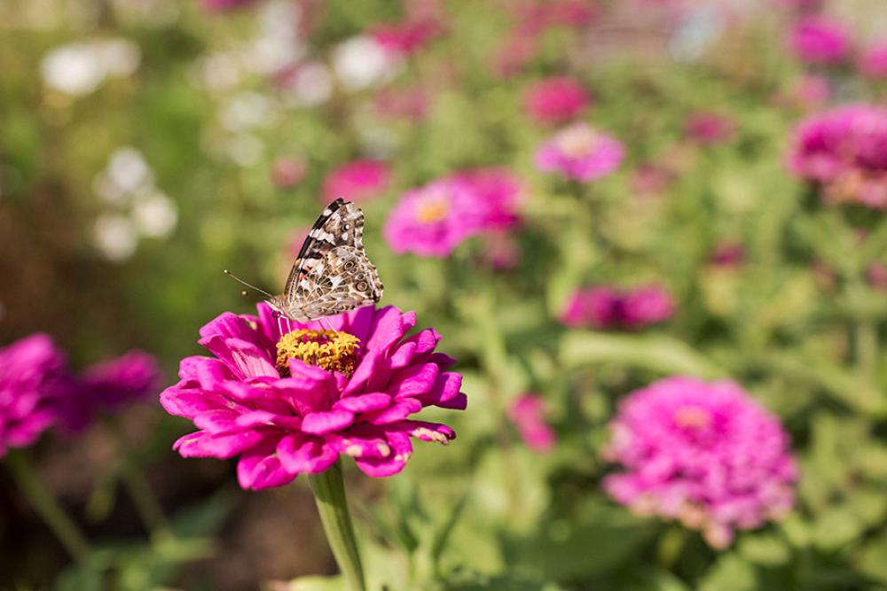 Butterfly Flower Free Photo Butterfly Flower Free Photo