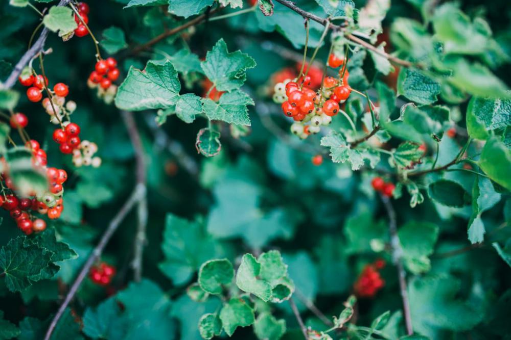 Berry Bush in the Summer Berry Bush in the Summer