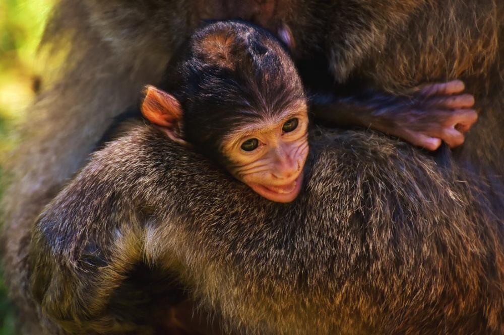 Monkey Apes Monkey Apes