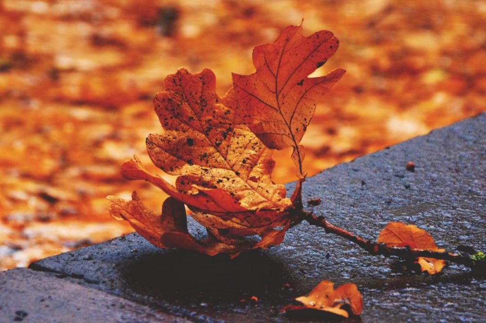 Fall Leaves Fall Leaves