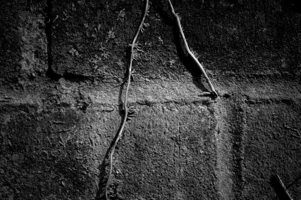 Brick & Ivy Brick & Ivy