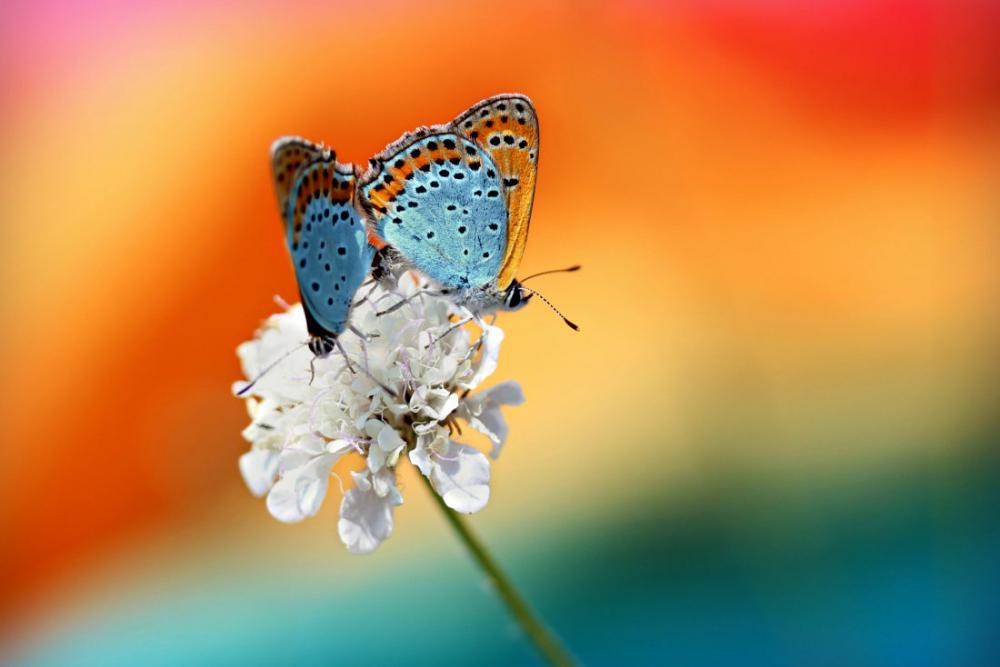Pair of Butterflies Pair of Butterflies