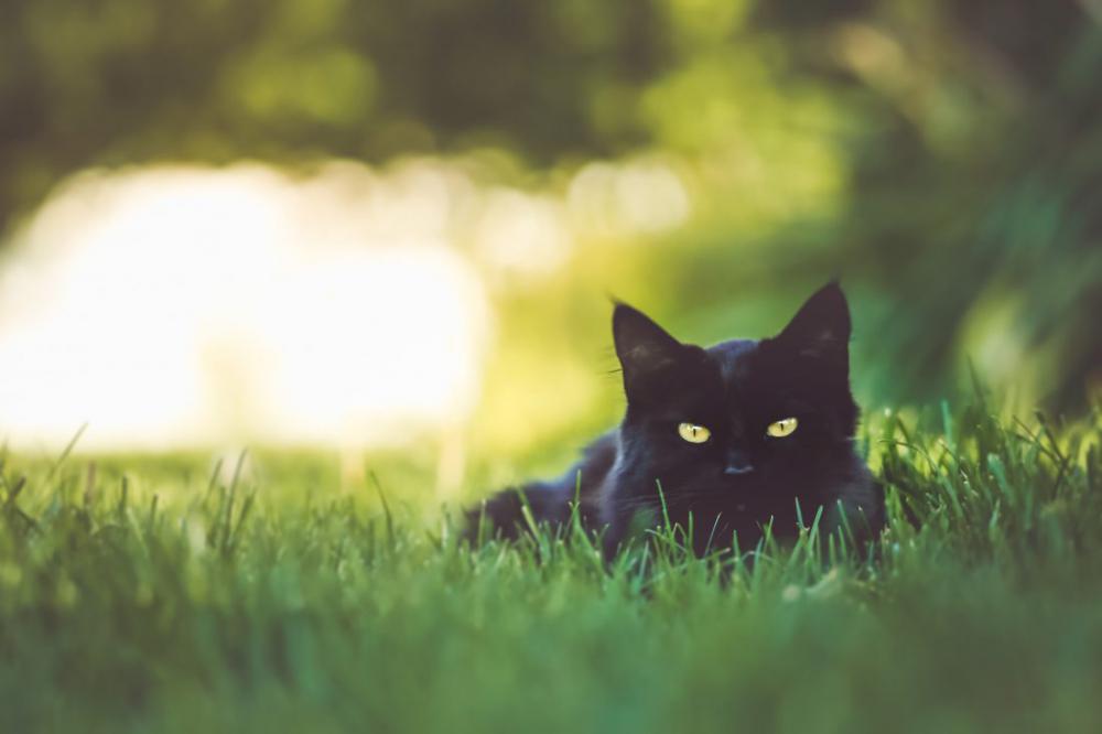 Cat in Grass Cat in Grass