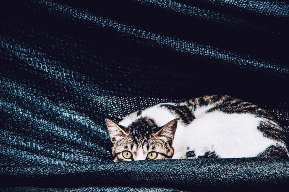 Watching Cat Watching Cat