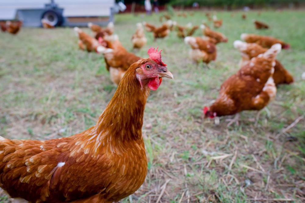 Chickens on Farm Chickens on Farm