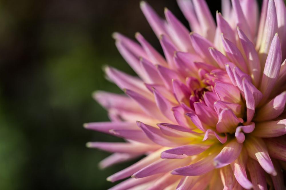 Chrysanthemum Flower Chrysanthemum Flower